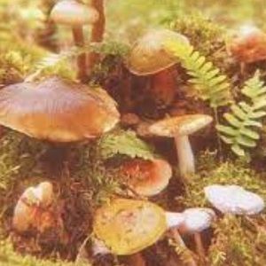 Meet your Posher, Serenity